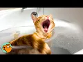 Download Lagu Cat Joins Mom’s Baths Every Day Until She Gets A ‘Boat’ | Cuddle Buddies