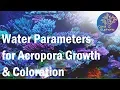 Reef Tank Parameters for Good SPS Growth Color