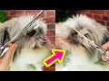 SE un PROFESIONAL Como cortar el pelo DE LA CABEZA de tu SHIH TZU