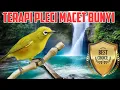 Download Lagu Terapi air untuk pleci macet bunyi / zosterops therapy