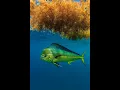 Download Lagu Trolling Smart: Maximize Mahi catches on weed lines.
