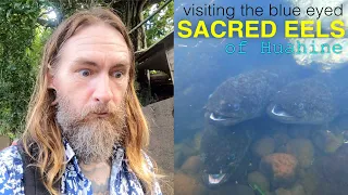 Visiting the Sacred Blue Eyed eels of Huahine in French Polynesia