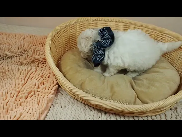 動画