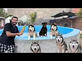 Download Lagu Dogs Give Away Winners Announce Hogae😍