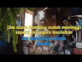 Lagu jika ada suara sperti ini dikandang/ tandanya kambing minta kawin