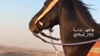 سرى الحبر ياعقاب غناء الفنانه المبدعه امل شبلي من مسلسل نمر بن عدوان 