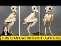 This is an owl without feathers