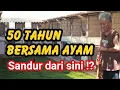 Download Lagu Ayam Selevel Sandur Ternyata Tumbuh di Desa yang Sunyi MP3