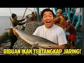 Download Lagu TEBAR RATUSAN METER JARING DAPET RIBUAN IKAN SEKALIGUS! NELAYAN PANGANDARAN PANEN IKAN DARI LAUT!