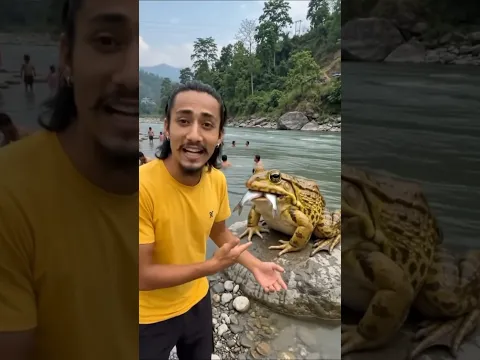 कत्रो ठूलो भेगुता 😱 Giant Frog in Nepal? #nepal  #minivlog  #nature #frog  #shorts