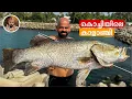KALANJI SPEAR FISHING IN KOCHI CHELLANAM/ BARAMUNDI FIAHING IN KERALA