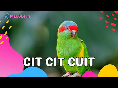 Download MP3 🔴 LAGU CIT CIT CUIT - Lagu Anak Anak | Lagu Anak Indonesia | Lagu Anak Balita | Lagu Anak Populer