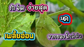 “เพลี้ยอ่อน มดขึ้นต้นไม้ กำจัดง่ายด้วยสูตรนี้! วิธีง่าย ๆ ที่ชาวสวนต้องรู้”