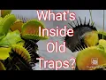 What s inside the stomach of a Venus Fly Trap