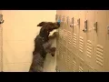 Police dogs sweep Hamilton County Jail for drugs