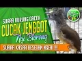 Cucak Jenggot Gacor NyiBlorong Besetan Kasarnya Sangar