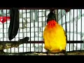 Download Lagu suara burung kutilang emas betina memancing jantan