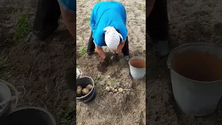 Не царское это дело картошку копать картошка 