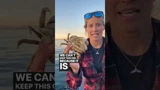 Way better than a grocery store….. ⚓️🦀 #shorts