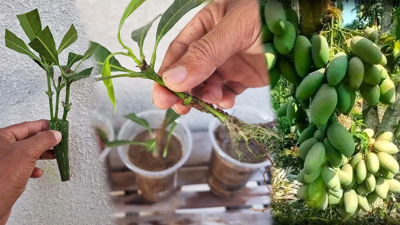 How to grow mango tree from cutting effectively