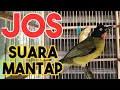 Download Lagu Suara kutilang emas jantan