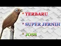 Download Lagu Master Suara Wambi (Hwa Mey) Gacor Merdu Durasi Panjang