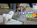 Taro Went To Vetco How Much Does It Cost For The First Vaccination Taro - The Puppy Show