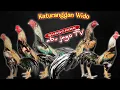 Lagu inilah ciri-ciri Ayam Wido/Jalak yang Paling Banyak Dicari
