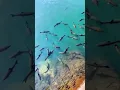 Lagu HEAVEN FISH #Fish #heaven #water #beautiful #perfect #photoshoot #video