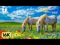 Download Lagu The Heaven🌻16K HDR Video ULTRA HD - Dolby Vision