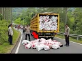 Lagu MALANG GEMPAR: Truk Berisi 77 Karung Daging Manusia di Puncak Anjasmoro, Ternyata Warga Lakukan Ini!