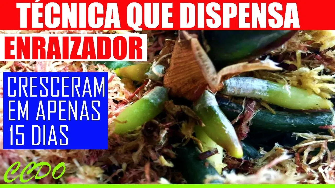 COMO ENRAIZAR ORQUÍDEAS SEM ENRAIZADOR (SE NÃO ASSISTIR VOCÊ VAI PERDER MUITO) CCDO
