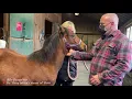 ¡RESCUE PONY recibe su primer AJUSTE QUIROPRÁCTICO!