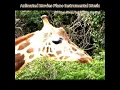 Baby Mine (Piano Version) (From the Movie "Dumbo")