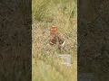 Download Lagu Mongolian Lark from Hustsai National Park