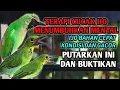 Download Lagu TERAPI CUCAK IJO BAHAN PALING AMPUH, SUARA KHAS CUCAK IJO MUDA HUTAN MP3