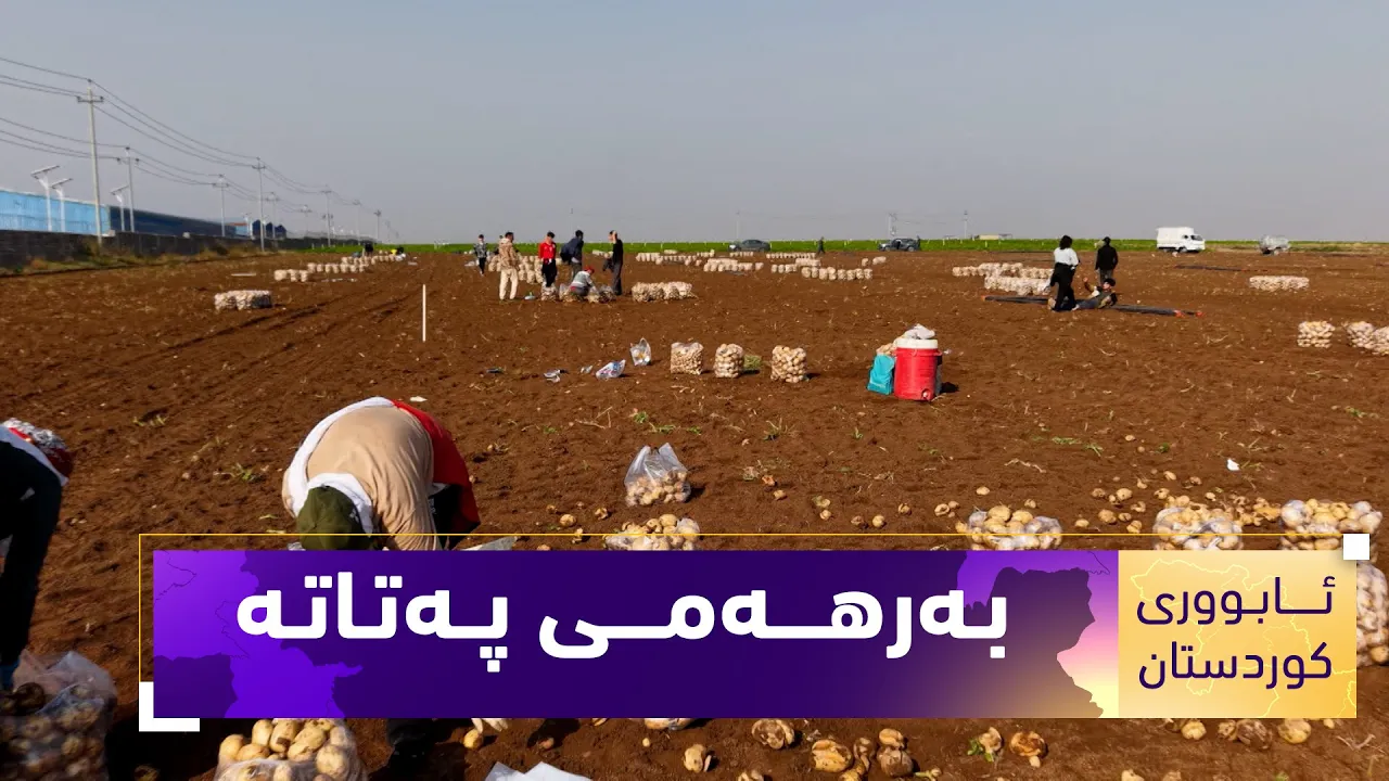 بەرنامەی (ئابووری کوردستان).. بەرهەمی پەتاتە و هەناردەکردنی بۆ وڵاتانی دەرەوە
