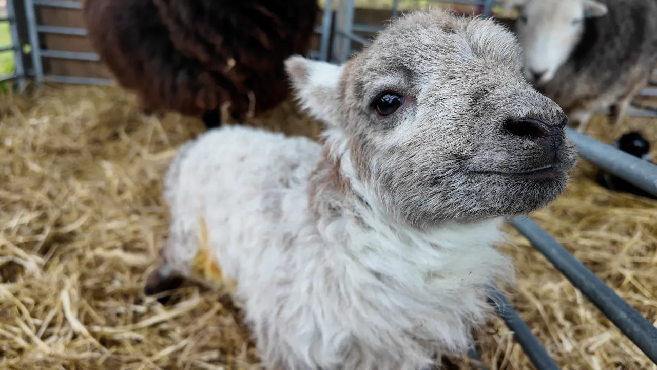 Lambing 2026