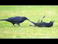 Incredible CROWS Being Absolutely Hilarious Funniest Animals Caught on Camera