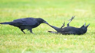 Incredible CROWS Being Absolutely Hilarious Funniest Animals Caught on Camera