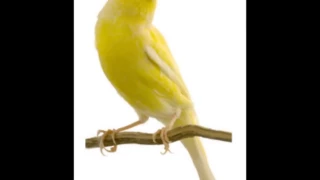 تغريد كناري لتعليم الفراخ ـ صوت الجميل YouTube 