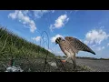 Download Lagu Trapping North America's SMALLEST (But MIGHTY) Falcon! - The American Kestrel