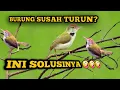Suara pikat prenjak lumut ribut // solusi burung prenjak susah turun