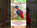 Download Lagu Cara merawat burung kemade Avatar yang baik dan benar  #burung #kicaumania #kicaumaniaindonesia #lov