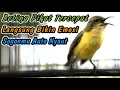 Download Lagu SUARA CUITAN SOGON BETINA GACOR BIKIN EMOSI JANTAN‼️PANCINGAN SEMUA SOGON AGAR CEPAT RESPON BUNYI