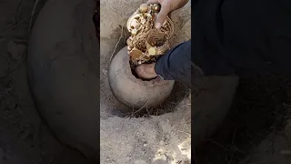 Treasure Hunter Chest Of Gold كنوز ودفائن العثور على جرة ذهب مباشر Adventure Tresure Gold 