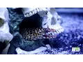 DJ Ashba Gets Tanked