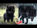 Before After Animals Growing Up Amazing Animal Transformation
