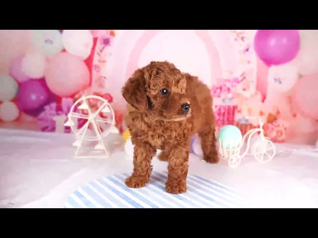 動画