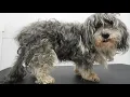MATTED to the SKIN Sweet 16 year old dog gets a fresh start